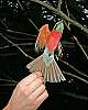 _MG_4054 carmine bee eater.jpg