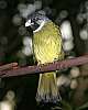 _MG_4061Collared Finch-billed Bulbul.jpg