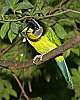 _MG_4064 fire-tufted barbet.jpg