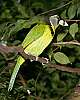 _MG_4067 fire-tufted barbet.jpg