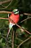 _MG_4071 carmine bee eater.jpg