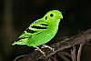 _MG_4074 male green broadbill.jpg