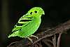 _MG_4076 green broadbill.jpg