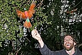 _MG_4083 dan feeding carmine bee eaters.jpg