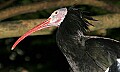 _MG_4089 ibis.jpg
