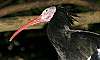 _MG_4089 Northern Bald Ibis.jpg