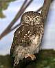 _MG_4121 pearl-spotted owl.jpg