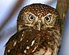 _MG_4122 pearl-spotted owl.jpg