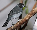 _MG_0005 black-faced tanager.jpg