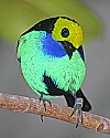 _MG_0042 paradise tanager.jpg