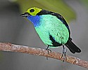 _MG_0044 paradise tanager.jpg