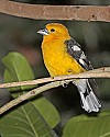 _MG_0071 golden bellied grosbeak.jpg