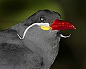 _MG_0075 inca tern.jpg