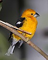 _MG_0076 golden bellied grosbeak.jpg