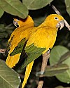 _MG_0079 golden conure.jpg