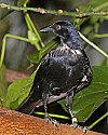 _MG_0096 giant cowbird.jpg