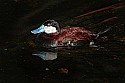 _MG_0112 ruddy duck.jpg