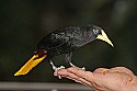 _MG_0125 Crested Oropendola.jpg