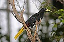 _MG_0133 Crested Oropendola.jpg