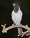 _MG_0138 Black-Faced Cuckoo-Shrike.jpg