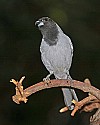 _MG_0139 Black-Faced Cuckoo-Shrike.jpg