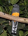 _MG_0161 white-tailed trogon.jpg