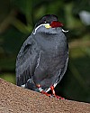 _MG_0163 inca tern.jpg