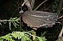 _MG_0674 great argus pheasant.jpg