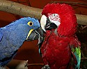 _MG_0689 hyacinth  and scarlet macaw.jpg