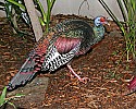 _MG_0708 Ocellated Turkey.jpg