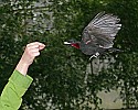 _MG_0718 purple-throated fruit crow.jpg