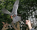 _MG_0731 inca tern diving for food.jpg