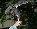 _MG_0738 inca tern grabbing supper.jpg