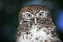 _MG_0746 pearl spotted owl.jpg