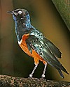 _MG_0755 superb starling.jpg