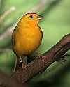 _MG_0761 saffron finch.jpg