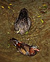 _MG_9640 mandarin drake.jpg