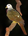 _MG_9646 wompoo fruit dove.jpg