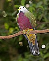 _MG_9656 wompoo fruit dove.jpg