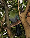 _MG_9662 white-cheeked touraco.jpg