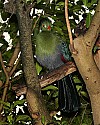 _MG_9664 white-cheeked touraco.jpg