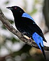 _MG_9707 fairy bluebird.jpg