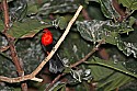 _MG_9784 scarlet-headed blackbird.jpg