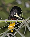 _MG_9805 crested oropendola.jpg