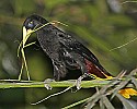 _MG_9831 crested oropendola.jpg