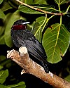 _MG_9845 purple-throated fruit crow.jpg