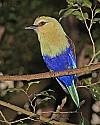 _MG_9869 blue-bellied roller.jpg