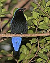 _MG_9888 fairy bluebird.jpg