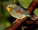 _MG_9924 Red-billed Leiothrix.jpg