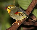 _MG_9926 Red-billed Leiothrix.jpg